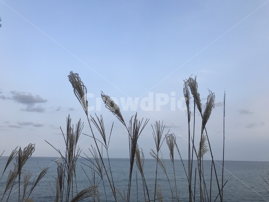 바다,갈대,바람,고독,의지,자연,풍경,nature,landscape,grass,잔디,plant,식물,lawn,reed
