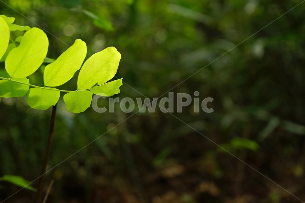 숲,낙엽,초가을,역광,감성,연두색,redleaf,yellowleaf,fallingleaves,earlyfall,forest,식물,자연,plants,nature