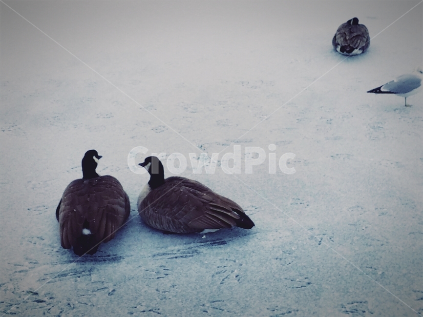 animal,동물,bird,새,오리,짝,겨울,계절,winter,season,동물,animal,조류,새,birds