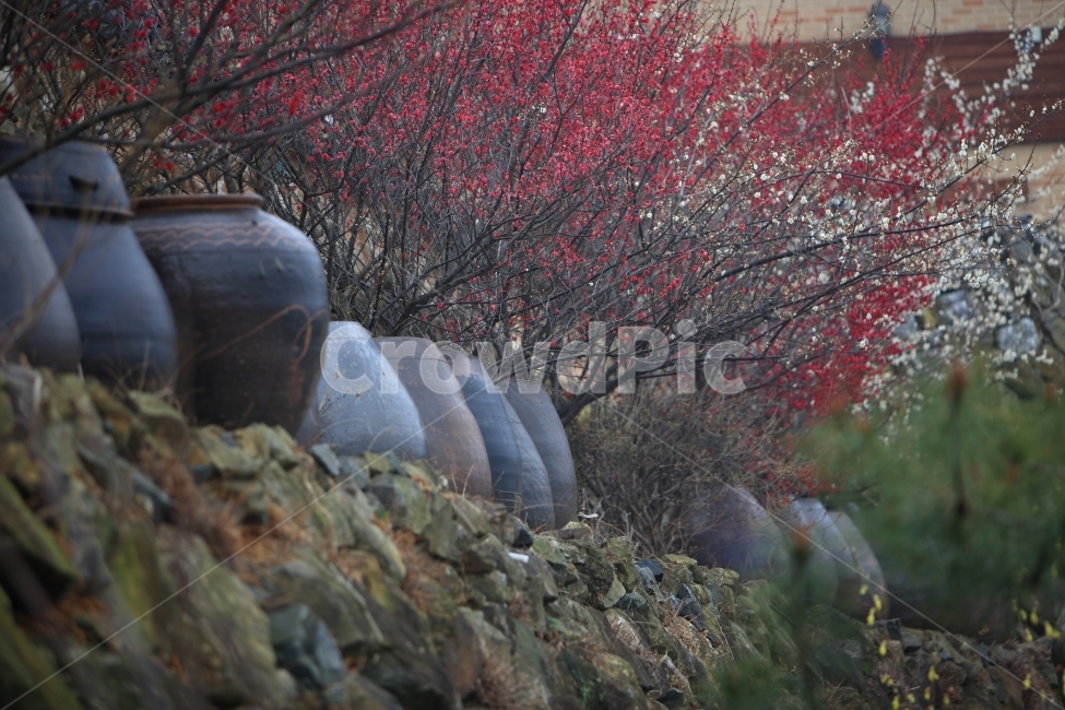 자연,풍경,홍매화,장독대,광양,봄,계절,spring,season,한국전통,한국문화,korean traditional,korean culture,식물,자연,plants,nature,꽃,flower