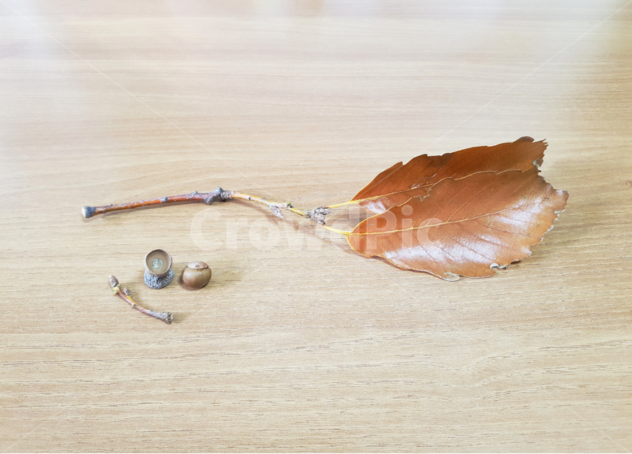 tree leaves,tree branch,acorns,acorn,leaf,brown,branch,leaves,wood grain,plant,autumn