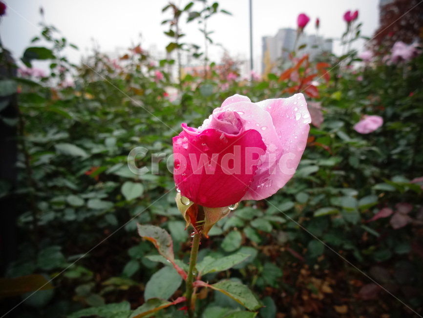 블루라이트,bluelight,보라색,일본장미,식물,꽃,장미,봄,공원,봉오리,꽃잎,꽃망울,비,꽃송이,야외,물방울,자연,봄비,화원,보라장미,보라색장미,젖은꽃잎,plant,flower,rose,spring,park,petal,bud,rain,blossom,outdoor,waterdrop,nature,springrain,landscape,flowergarden,violetrose,purplerose,wetpetal