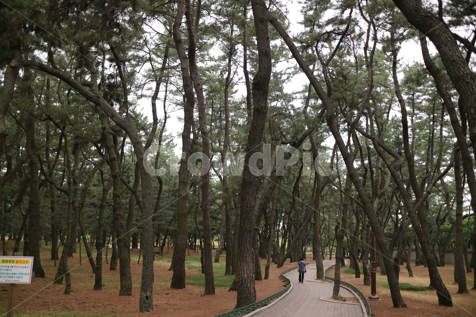 경주,tree,나무,plant,식물,treetrunk,나무줄기,outdoors,옥외
