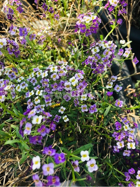 꽃,자연,식물,감성,보라색,flower,nature,purple