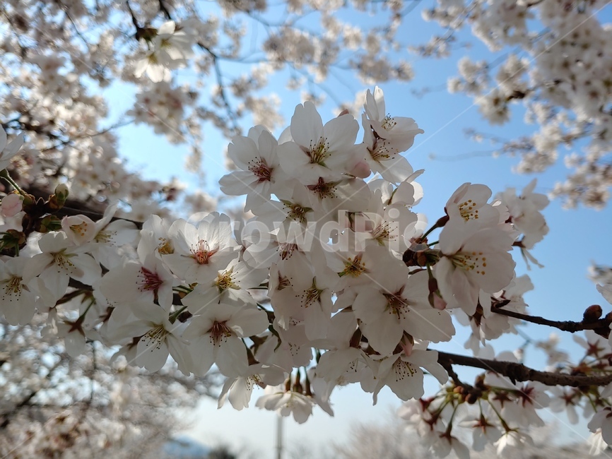 벚꽃,cherryblossom,꽃,봄,바탕화면