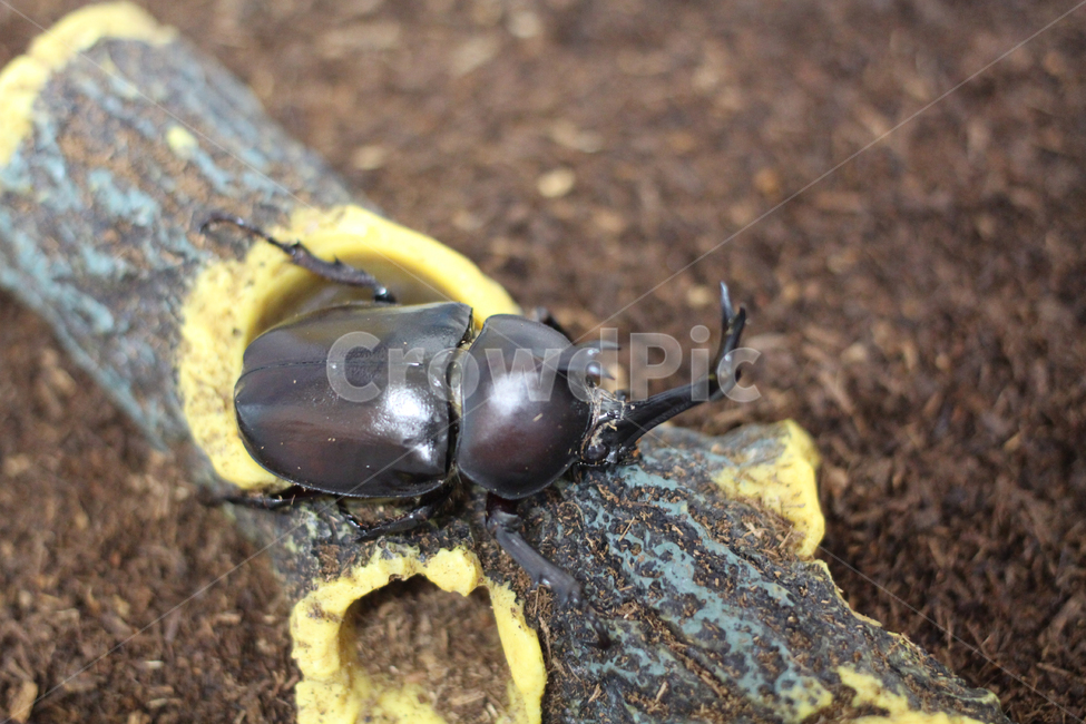 beetle,장수풍뎅이,곤충,벌레,애완곤충,동물,animal,곤충,벌레,insect,bug