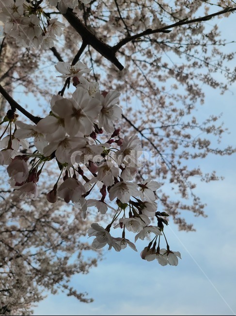 plant,cherryblossom,식물,blossom,꽃,벚꽃,flower