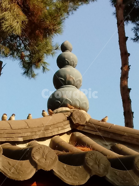 하늘,나무,지붕,참새,기와,기왓장,너와,암기와,수기와,용마루,망와,여막새,부와,절병통