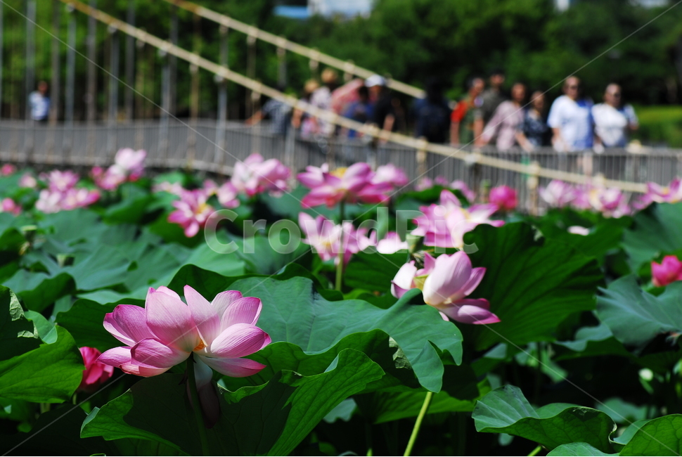 꽃,연꽃,궁남지,불교,여름,식물,자연,plants,nature,꽃,flower,사람들,대중,군중,other people,crowd
