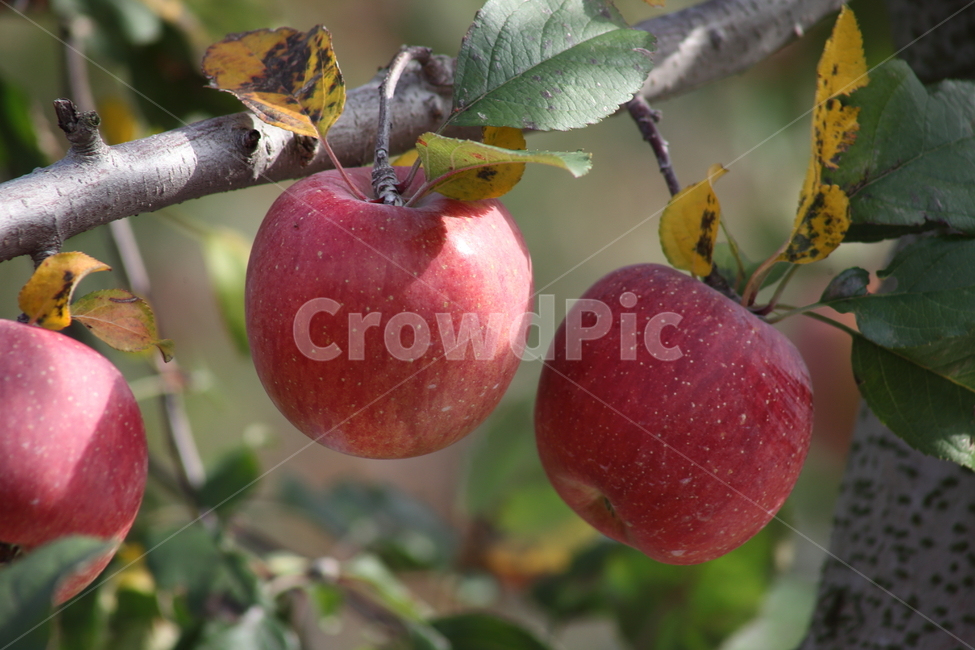사과,부사,과일,열매,apple,식물,자연,plants,nature,과일,열매,fruit