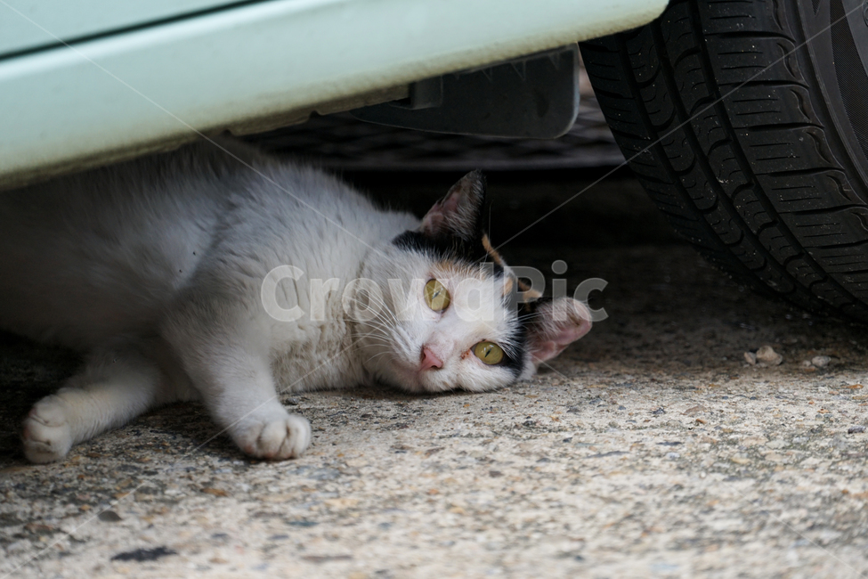 고양이,동물,포유류,길냥이,cat,animal,pet,동물,animal,포유류,mammal,고양이,cat,kitten,kitty