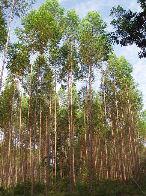 나무,하늘,tree,sky,자연,nature