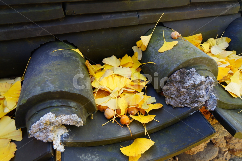 은행나무,가옥,열매,노란잎,가을,가을,계절,fall,autumn,season,plant,식물,leaf,잎