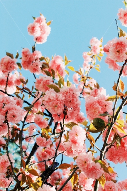 plant,식물,blossom,꽃,flower,봄,계절,spring,season