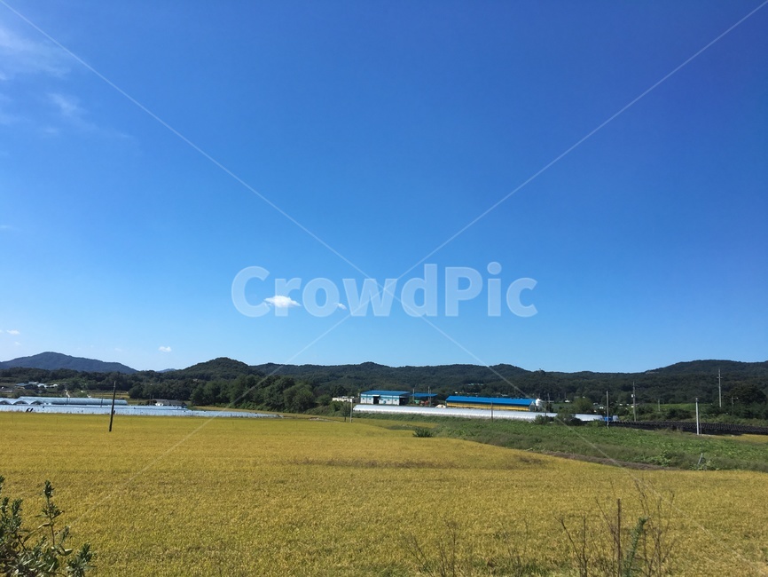 논,추수,농촌,풍경,농촌풍경,시골,시골길,하늘,시골,마을,풍경,landscape,country,rural,town