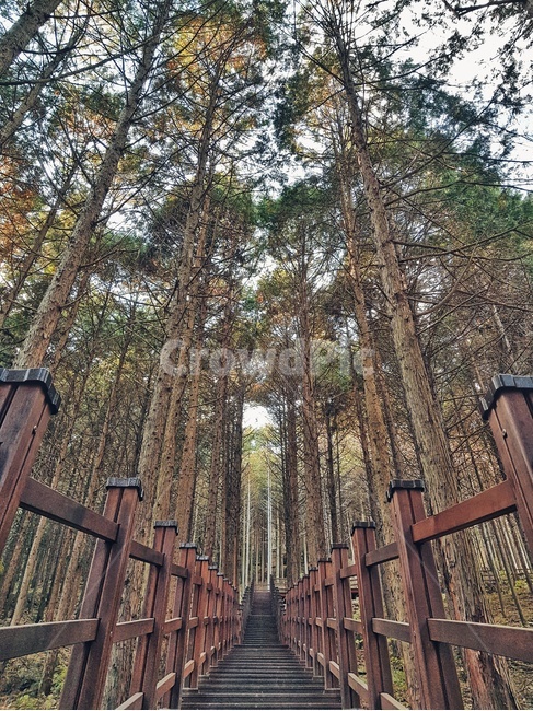 풍경,편백나무,편백나무숲,숲속,산책로,자연,풍경,nature,landscape