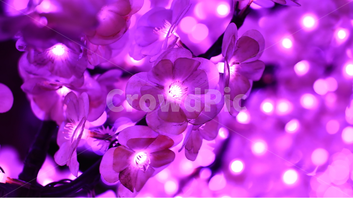 벚꽃,인조벚꽃,풍경,불빛,야경,야경,밤,풍경,nightscape,night,landscape,꽃,flower,plant,식물,blossom,geranium,제라늄,petal,꽃잎
