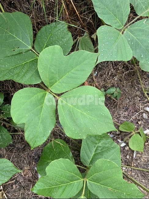비오는날,자연,식물,초록색,green,rain,물방울,잎사귀,nature