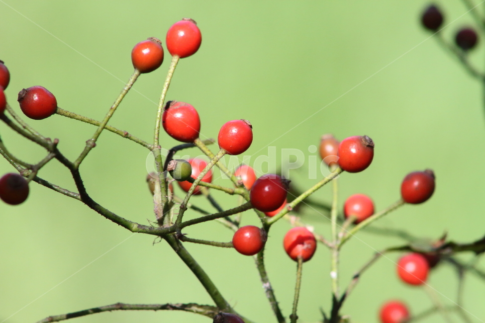 찔레,열매,식물,종자,multiflorarose,식물,자연,plants,nature,과일,열매,fruit