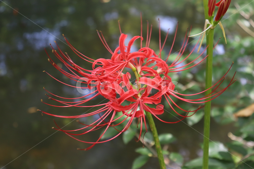 plant,식물,꽃,flower,꽃무릇,붉은색,식물,자연,plants,nature,꽃,flower