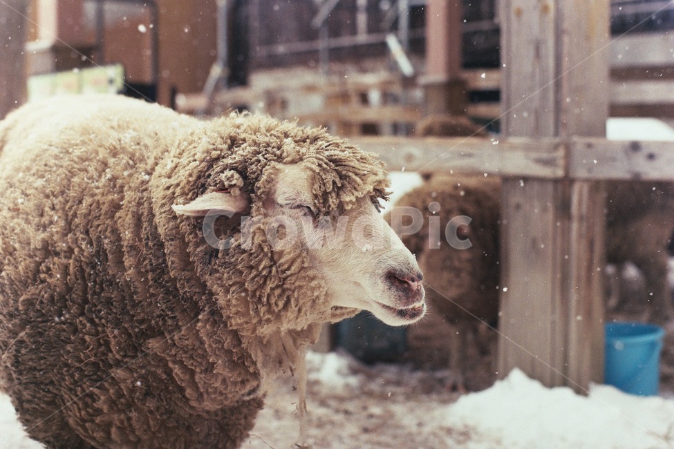 양,동물,눈,겨울,동물원,포유류,mammal,animal,sheep,snow,winter,zoo,감성,film,필름,겨울,계절,winter,season,동물,animal,포유류,mammal