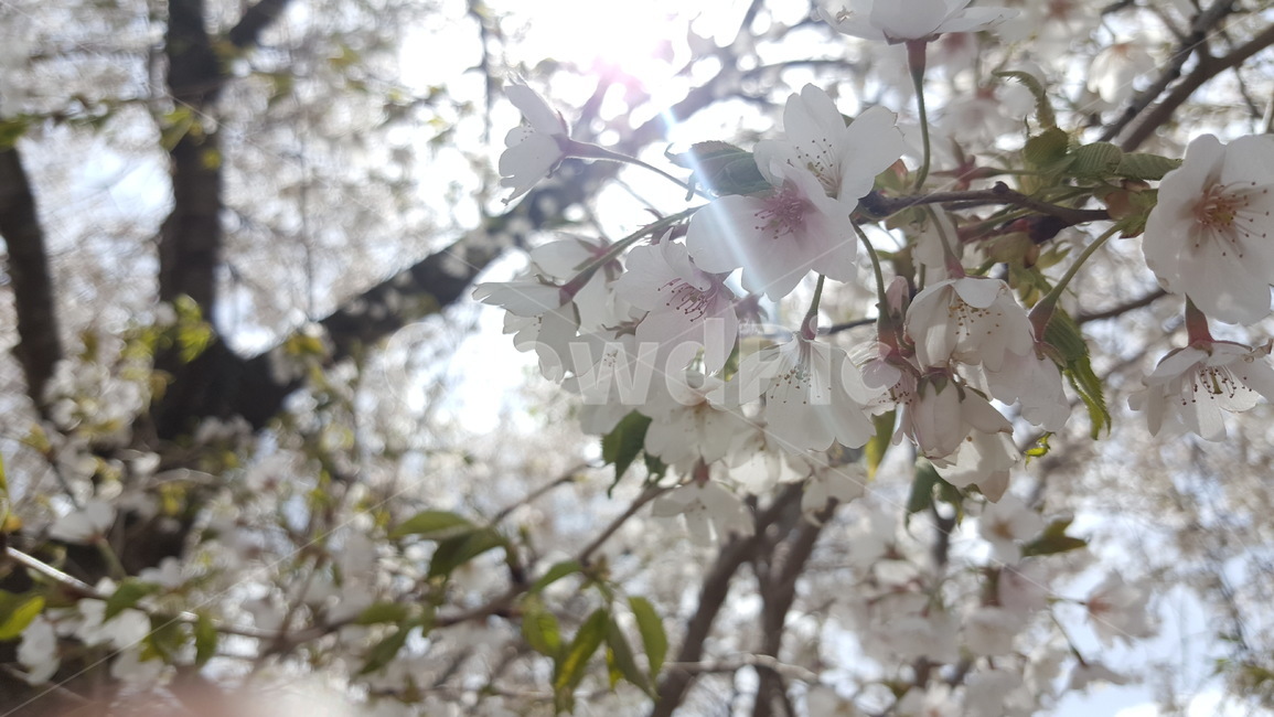 벚꽃,꽃,봄,시원한,콧바람,봄,계절,spring,season,식물,자연,plants,nature,꽃,flower,plant,blossom,cherry blossom