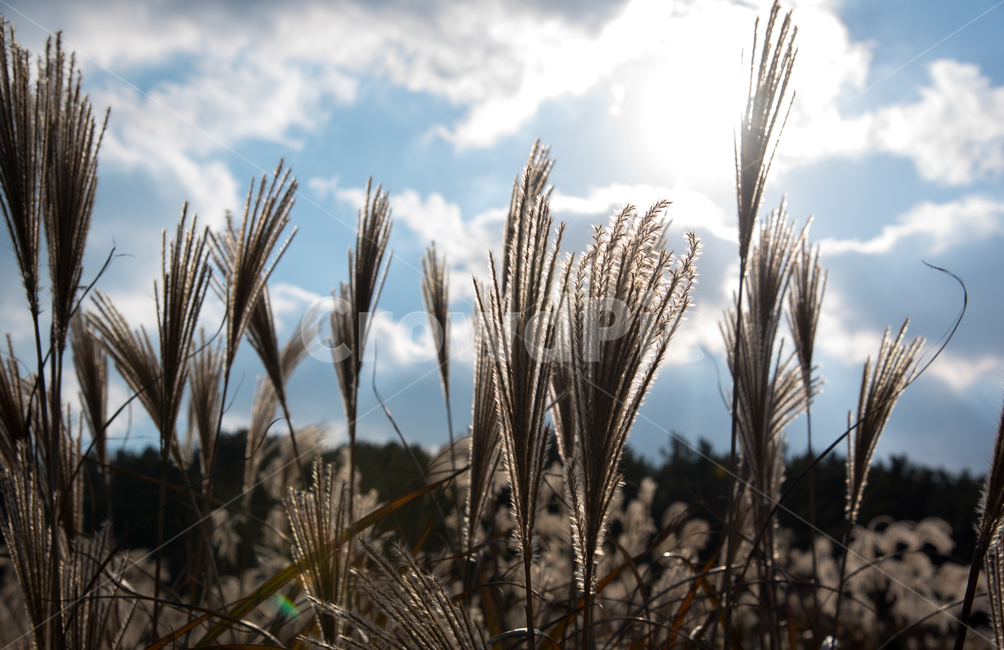 제주도,갈대,역광,풍경,오름,식물,자연,plants,nature
