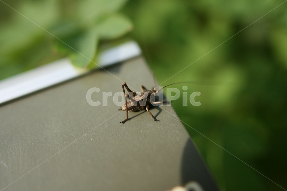 곤충,접사,벌레,귀뚜라미,하늘소,동물,animal,곤충,벌레,insect,bug