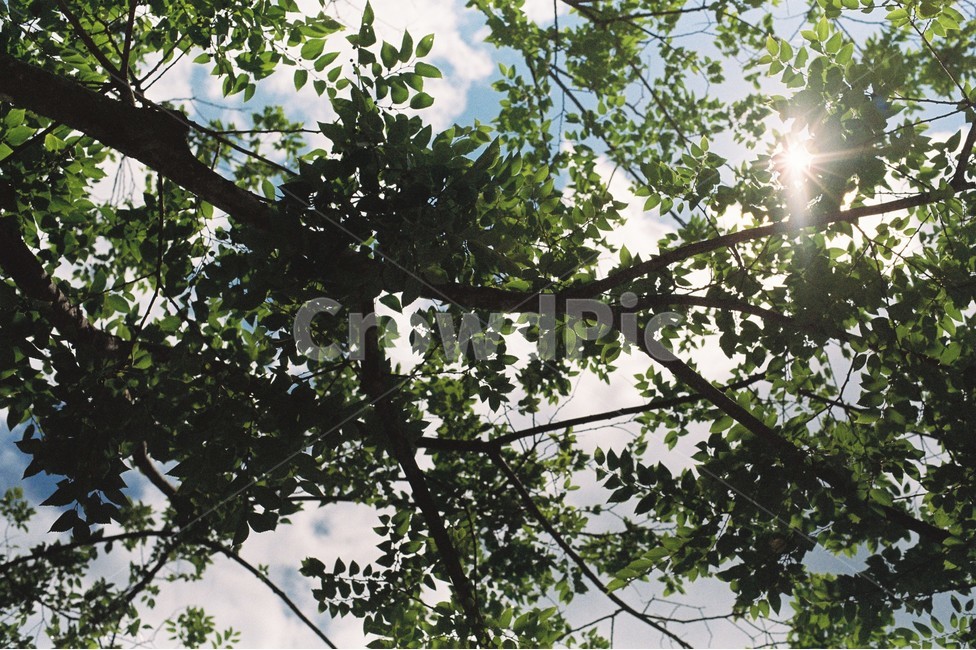 나무,빛,여름,풀,하늘,푸르다,날씨,tree,sunshine