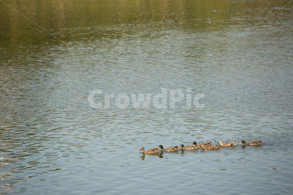 오리,water,물,outdoors,옥외,nature,자연,duck,동물,animal,조류,새,birds