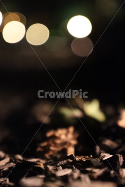 lighting,조명,낙엽,불빛,leaves,가을,계절,fall,autumn,season