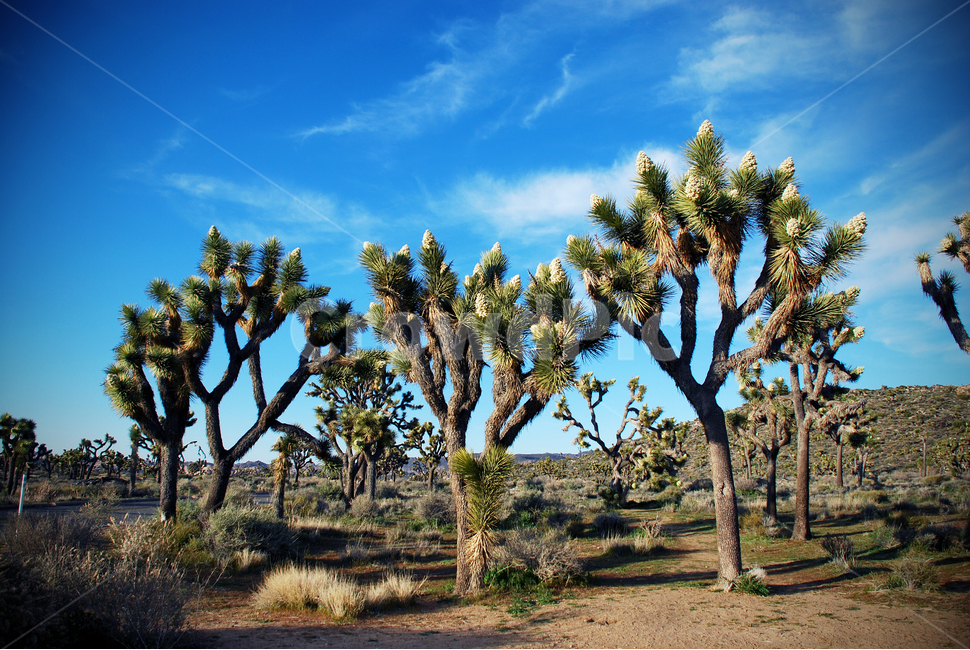 joshuatree,joshuatreenationalpark,미국,사막,desert,california