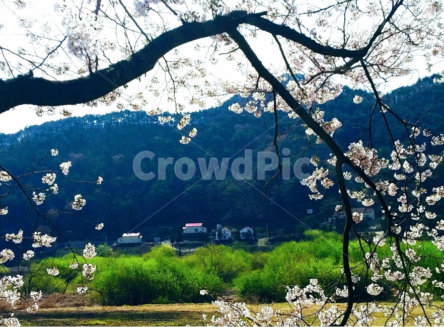 봄,벚꽃,풍경,보성,문덕,봄,계절,spring,season,시골,마을,풍경,landscape,country,rural,town,식물,자연,plants,nature,꽃,flower,나무,trees,wood,plant