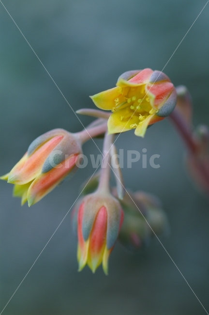 식물,선인장,꽃,접사,노랑,분홍,식물,자연,plants,nature,감성,sensible,feeling,꽃,flower