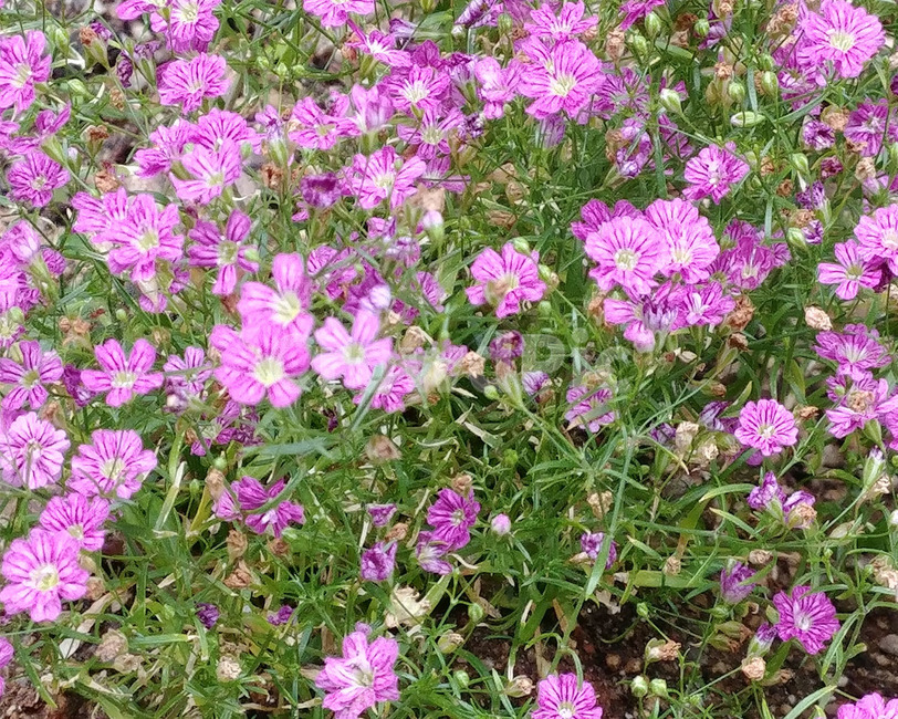 plant,flower,꽃,식물,들꽃,풀꽃,풀