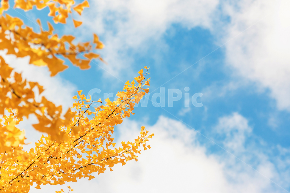 가을,fall,autumn,단풍,leaf,leaves,하늘,sky,식물,plant,야외,outdoor,공원,park,자연,nature,휴식,takeabreak,takearest,가을,계절,fall,autumn,season