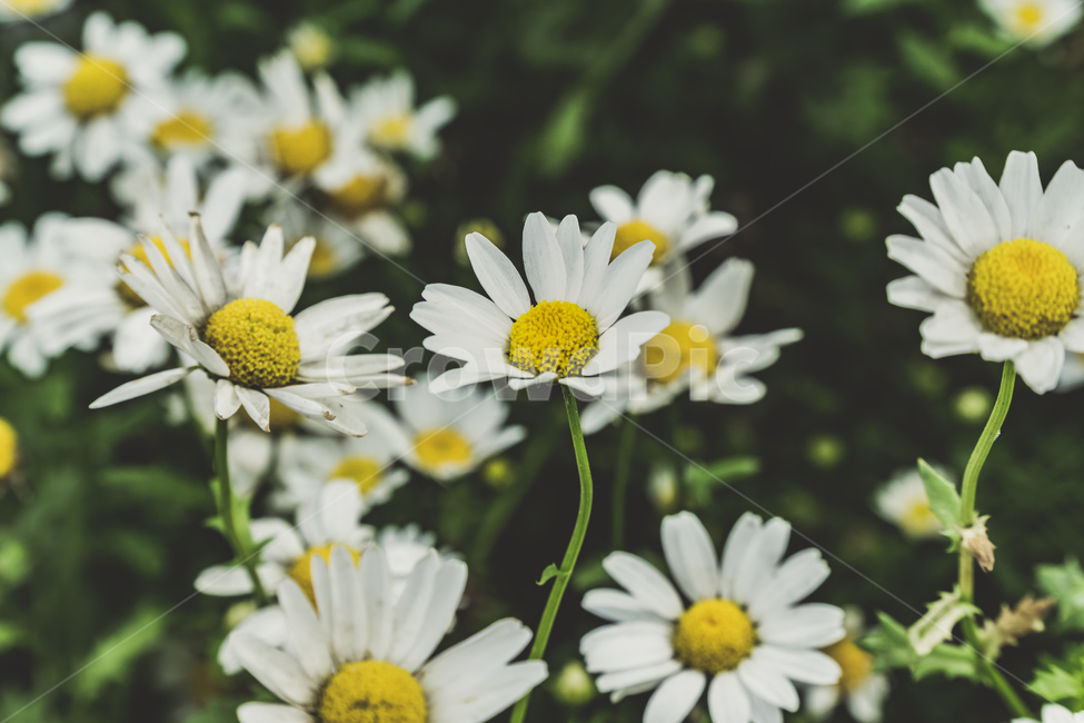 꽃,풀,식물,공원,여름,접사,자연,flowers,plants,park,summer,beautiful,nature,식물,자연,plants,nature,꽃,flower