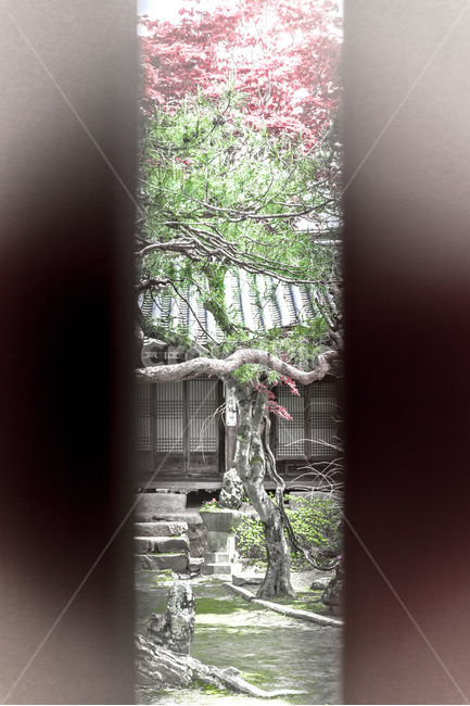 고택,민속마을,문화유산,전통,문양,한국전통,한국문화,korean traditional,korean culture,식물,자연,plants,nature,나무,trees,wood
