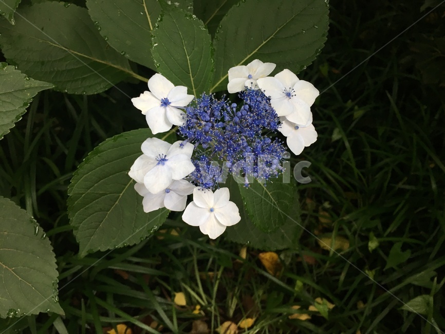 산수국,제주도,꽃잎,하얀색,파란색,작은꽃잎