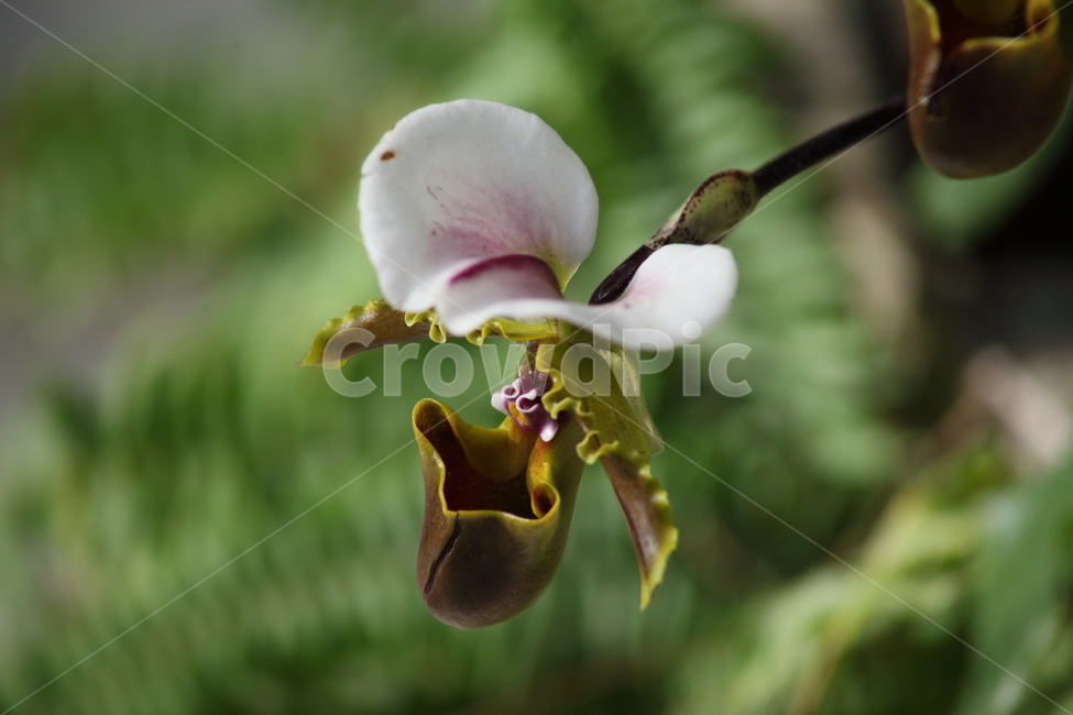꽃,주머니란,파피오페딜럼,paphiopedilumhybrids,ladysslipper,식물,자연,plants,nature,꽃,flower