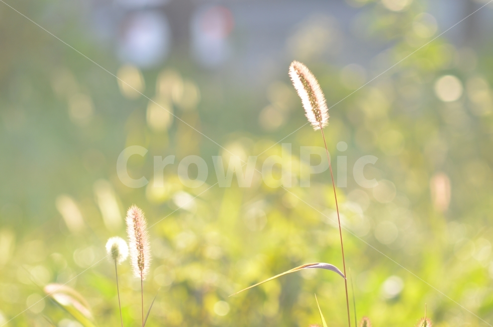 자연,식물,강아지풀,꽃말,동심,색감,아침,아침공기,상쾌함,따스함,식물,자연,plants,nature,커피,카페,coffee,cafe,감성,sensible,feeling,휴식,힐링,rest,relaxation,healing