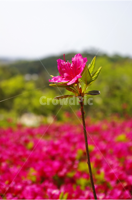 철쭉,식물,flower,plants,nature,꽃,꽃봉오리,꽃밭,color,식물,자연,plants,nature,꽃,flower