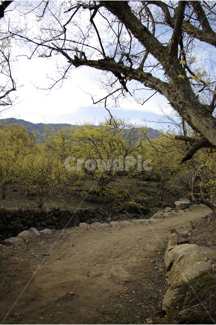 산수유,나무,봄,봄날,봄풍경,봄꽃,감성,spring,flower,봄길,산책,봄나들이,식물,꽃,봄,계절,spring,season,자연,풍경,nature,landscape,한국자연풍경,한국자연경관,korea nature landscape,gravel,자갈,dirt road,흙길,road,도로,ground,바닥,tree,plant