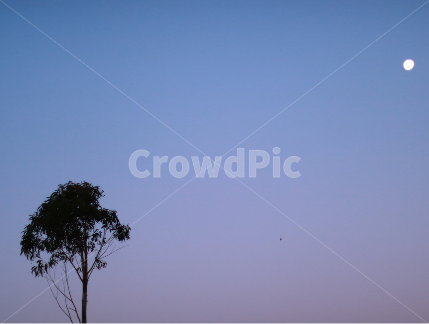 선셋,노을,해질녘,나무,하늘,달,풍경,평화로움,야경,밤,풍경,nightscape,night,landscape,식물,자연,plants,nature,나무,trees,wood,outdoors,옥외