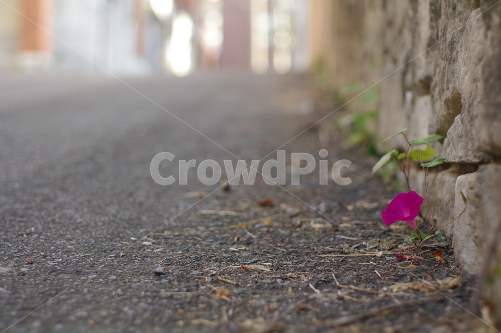 plant,식물,꽃,풀꽃,골목길,asphalt,아스팔트,ground