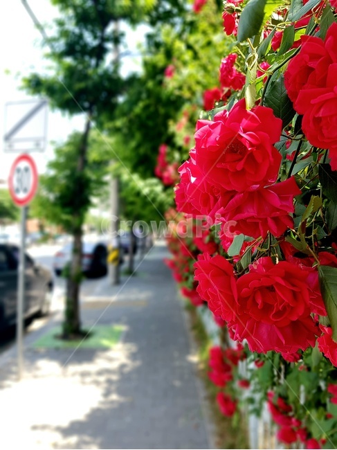 풍경,골목길,꽃,장미,빨강,landscape,alley,flower,rose,red
