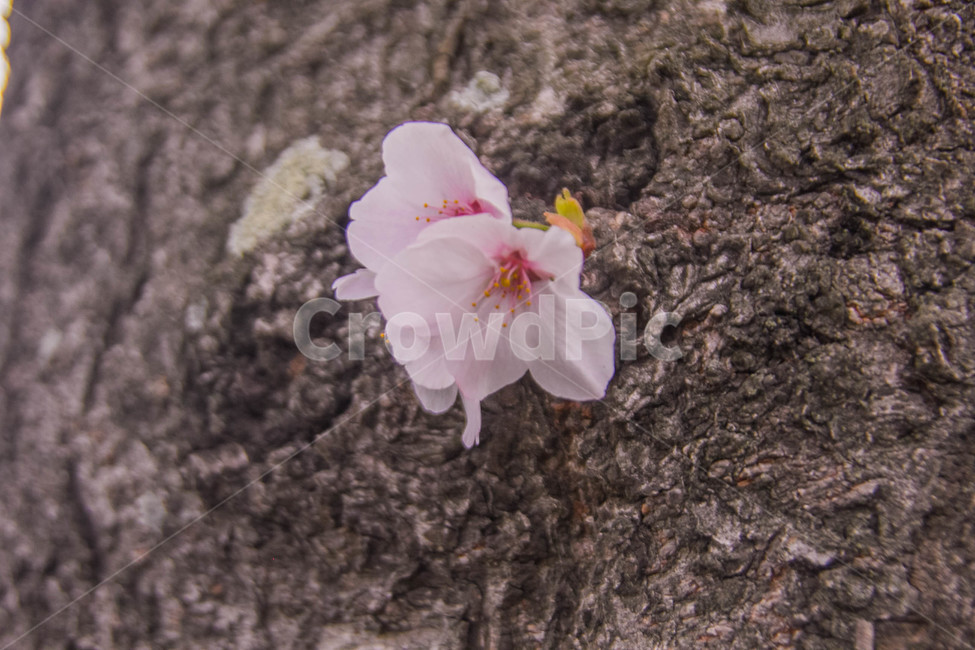 벚꽃,봄꽃,cherryblossom,봄분위기,spring,꽃