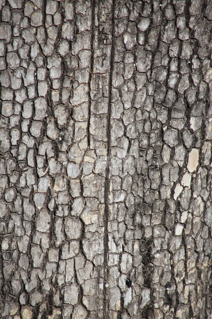 껍질,식물,감나무,persimmon,plant,나무껍질,수피,텍스처,질감,패턴,texture,pattern