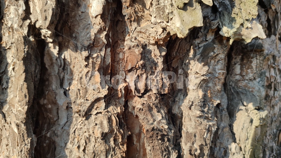 나무껍질,나무질감,식물,나무,plant,tree,bark,woodtexture,식물,자연,plants,nature,나무,trees,wood,텍스처,질감,패턴,texture,pattern