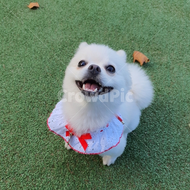 강아지,반려견,행복한강아지,댕댕이,포메라니안,폼피츠,스피츠,웃는강아지,웃는개,웃는동물,동물,animal,포유류,mammal,개,강아지,dog,doggy